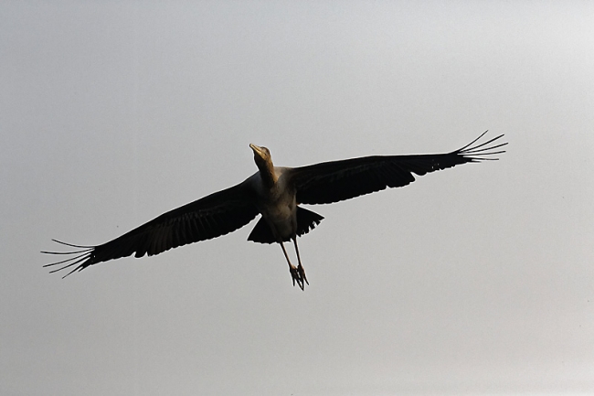 Keoladeo national park-117